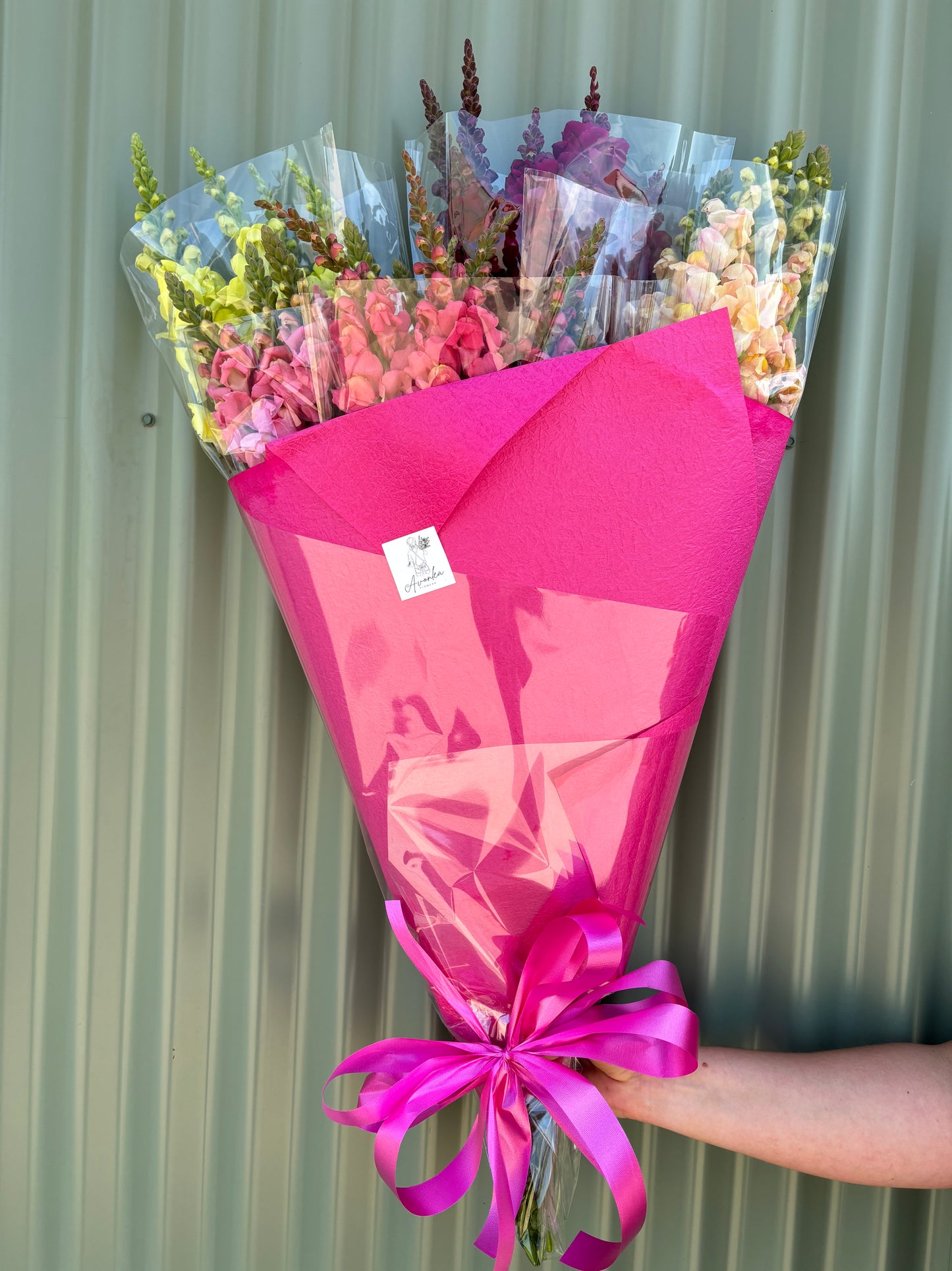Snapdragon Flower Bundle