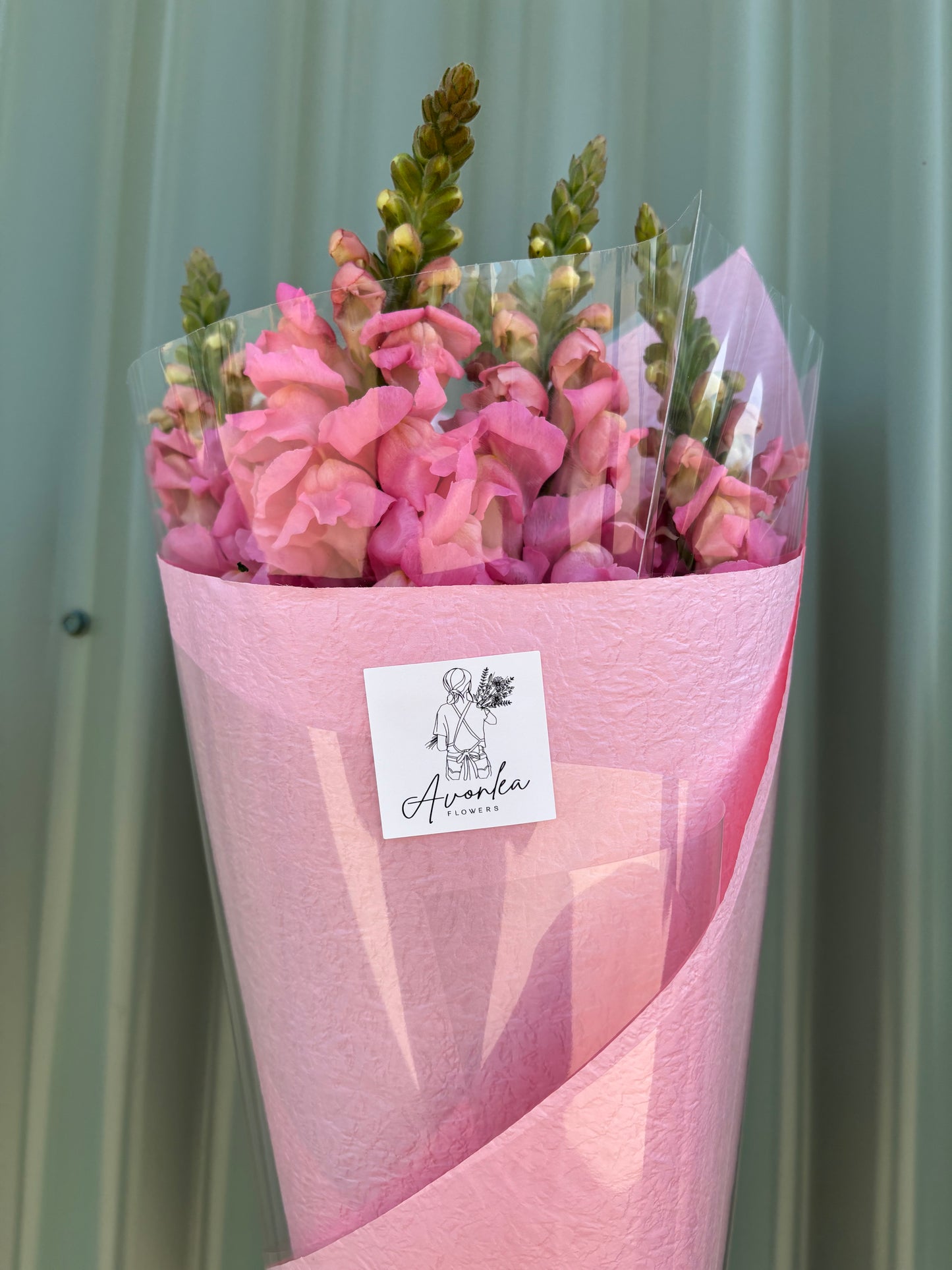 Snapdragon Flower Bundle