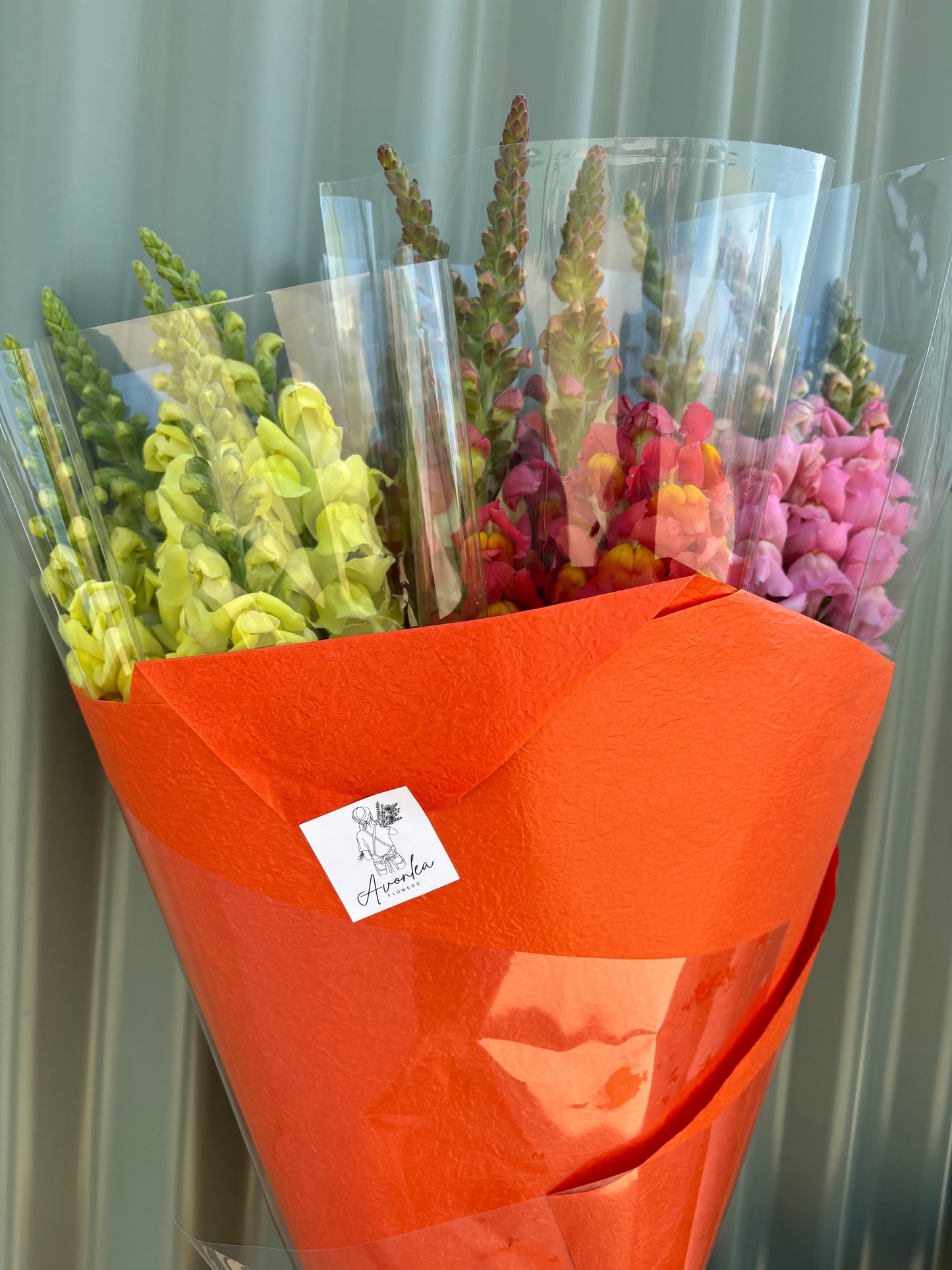 Snapdragon Flower Bundle