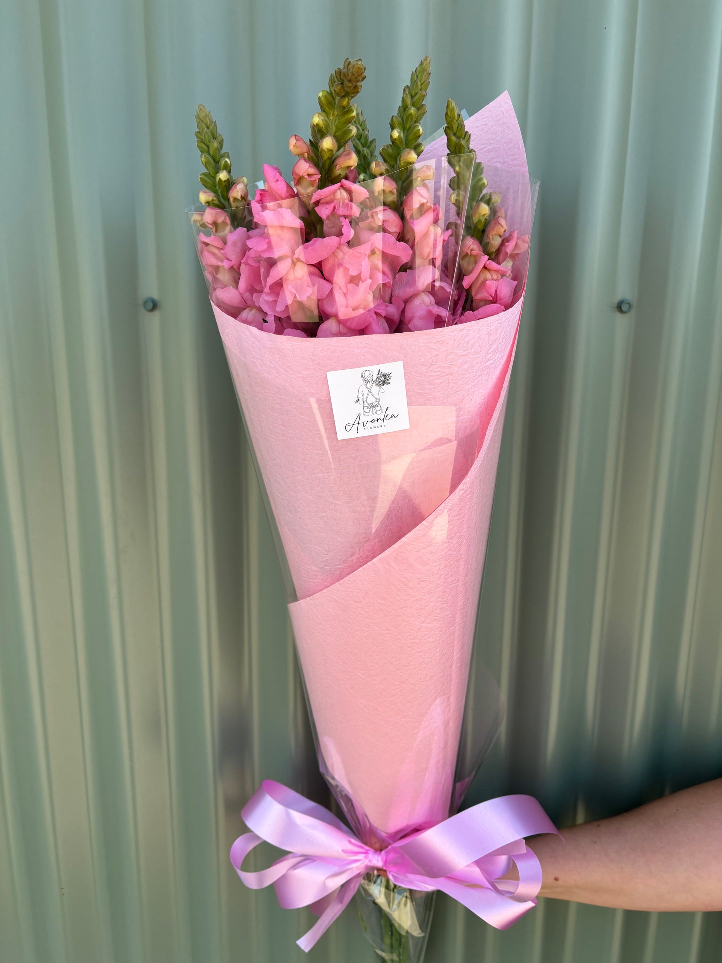 Snapdragon Flower Bundle