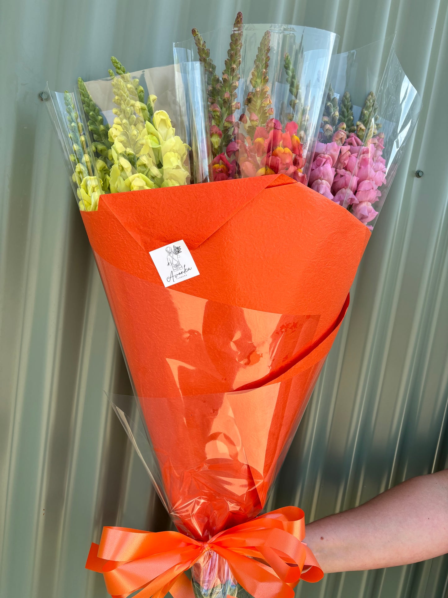 Snapdragon Flower Bundle