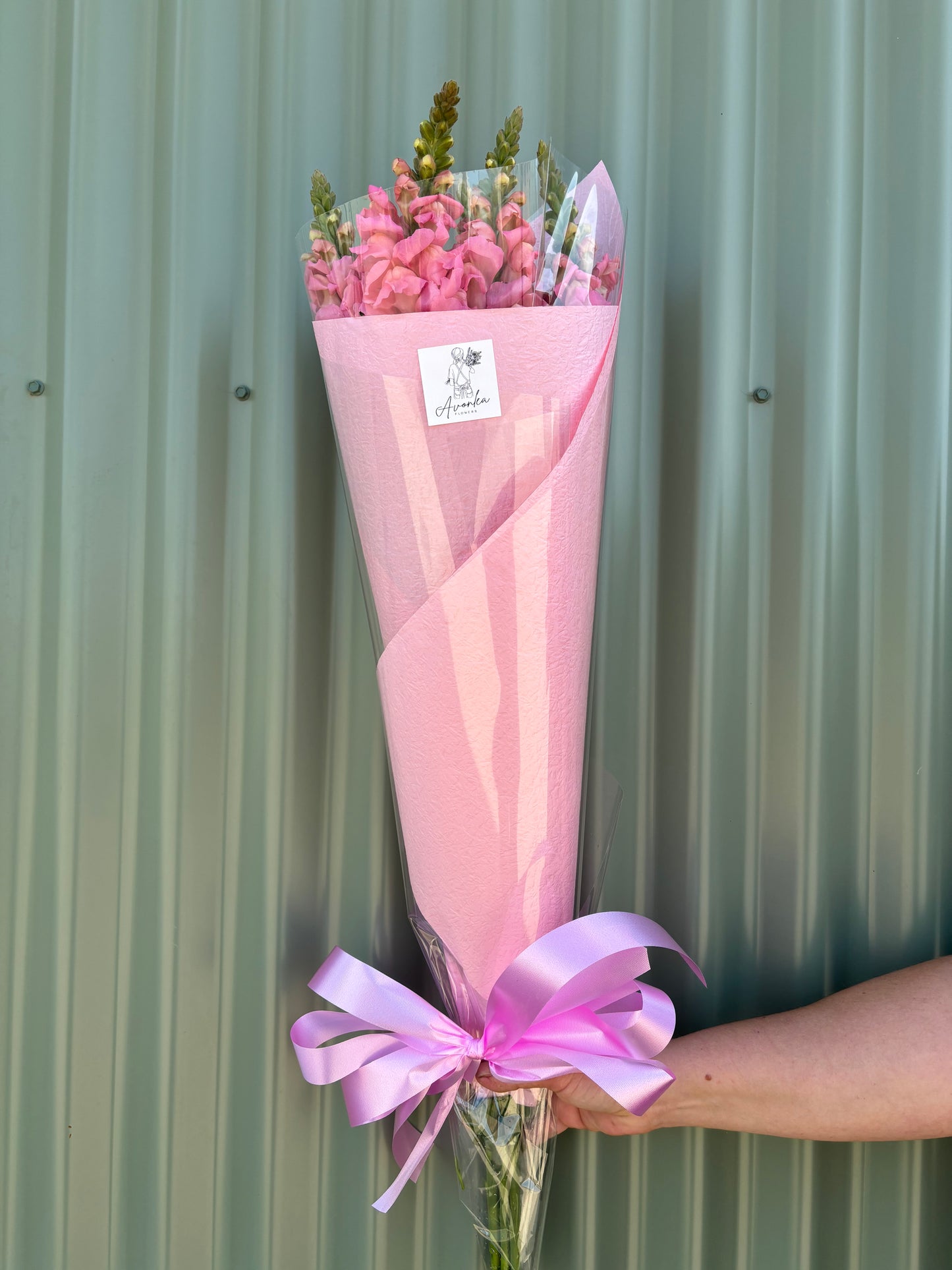 Snapdragon Flower Bundle