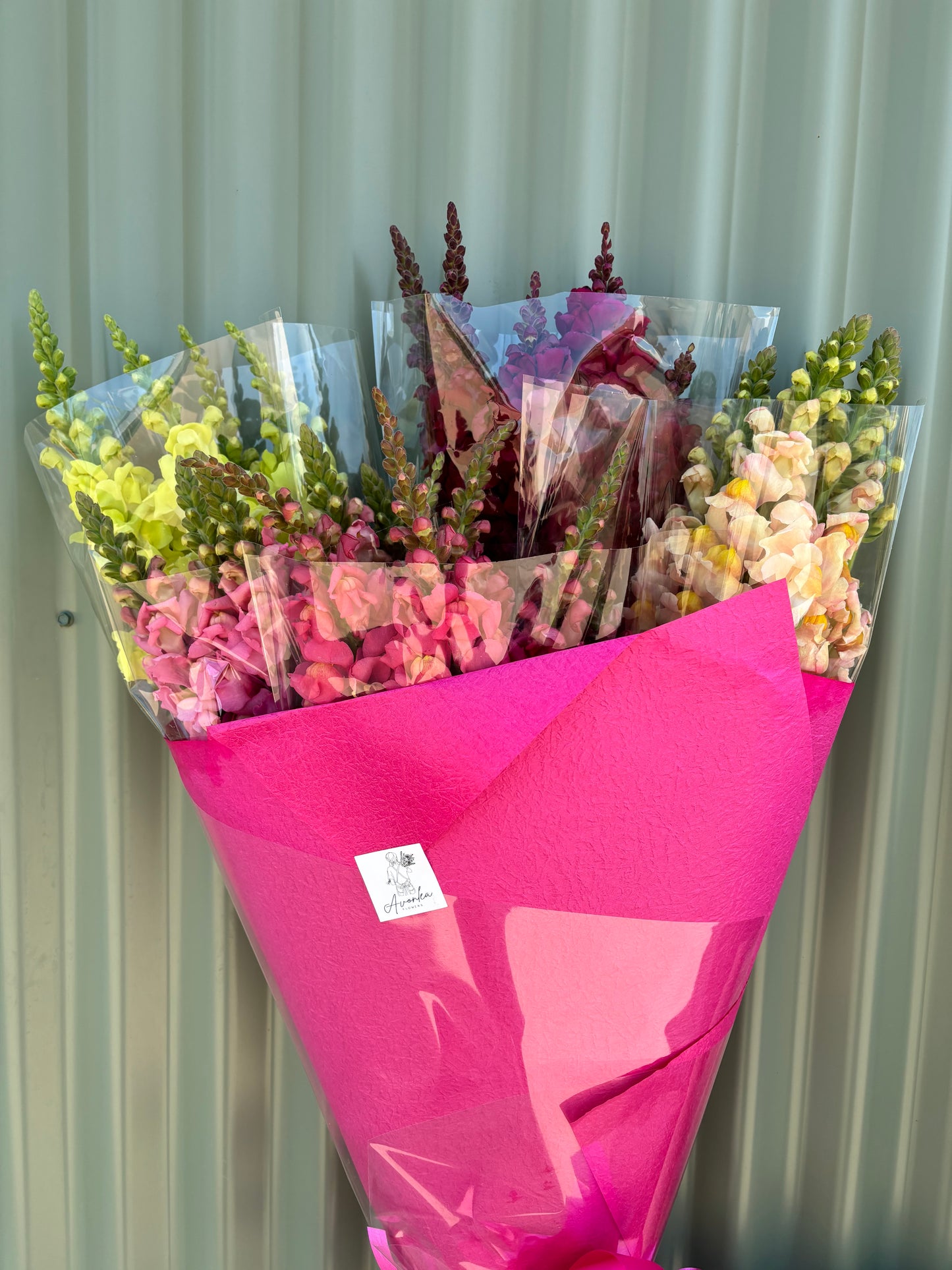Snapdragon Flower Bundle