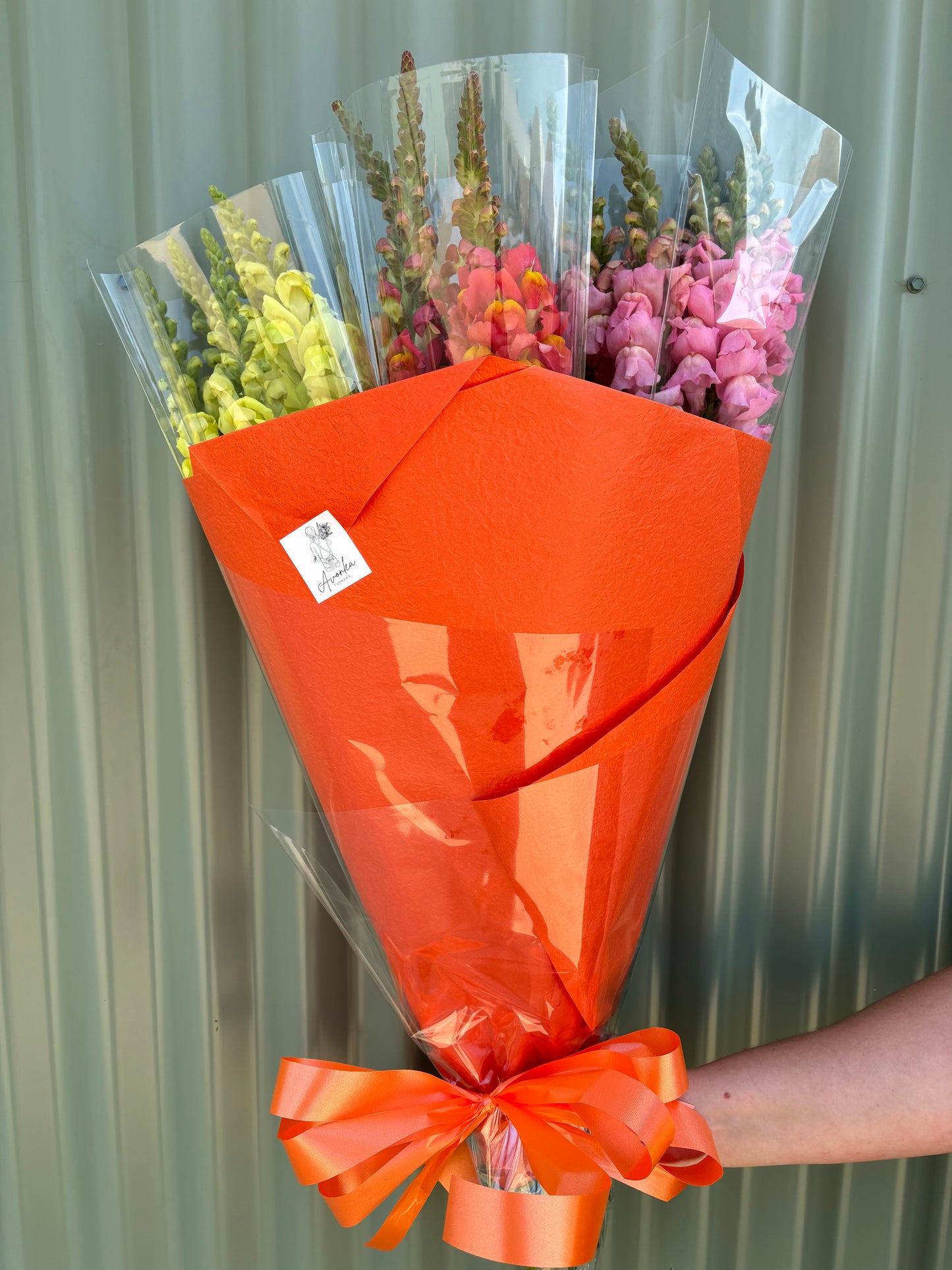 Snapdragon Flower Bundle