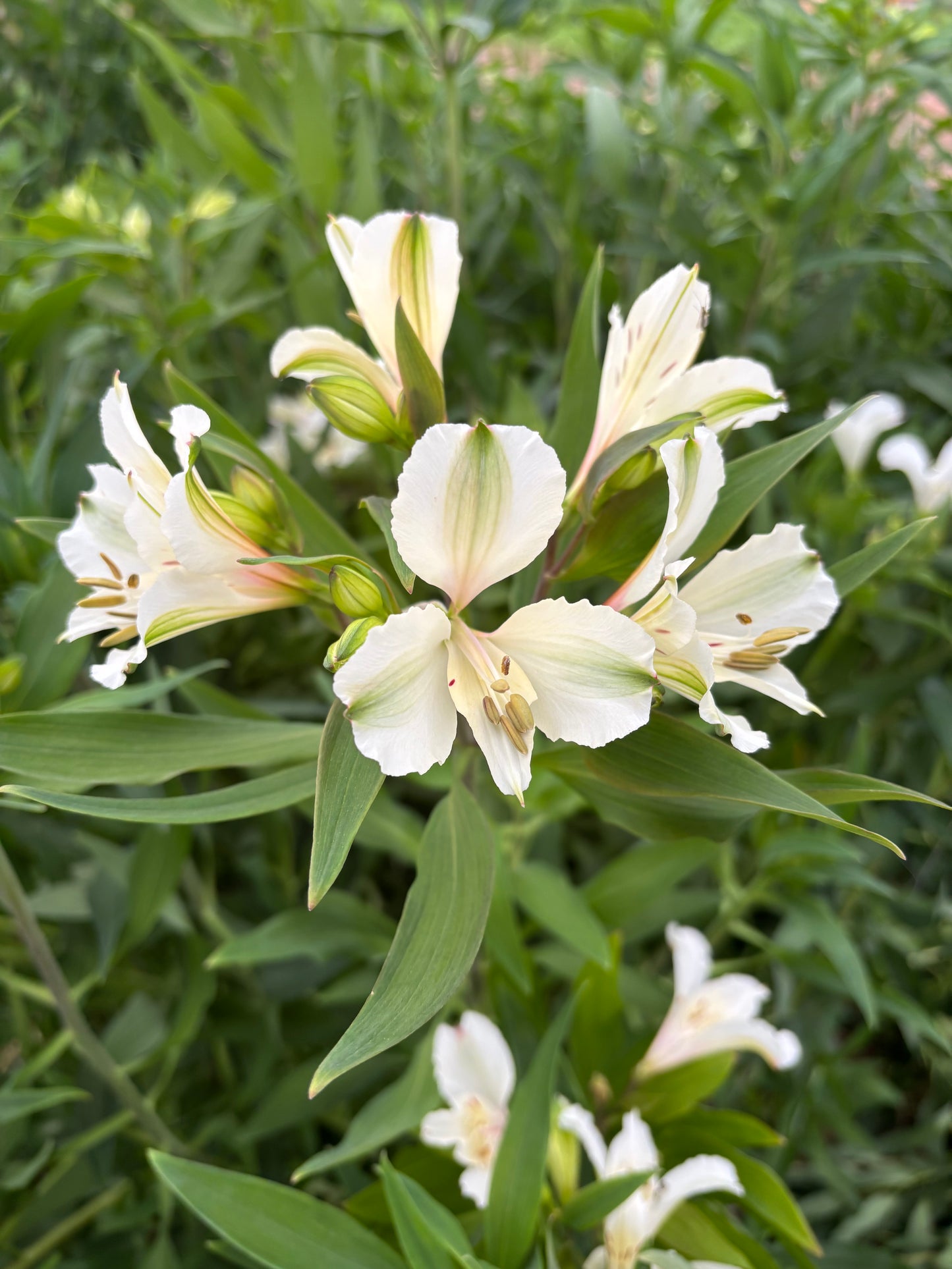 Alstroemeria Flower Bundle