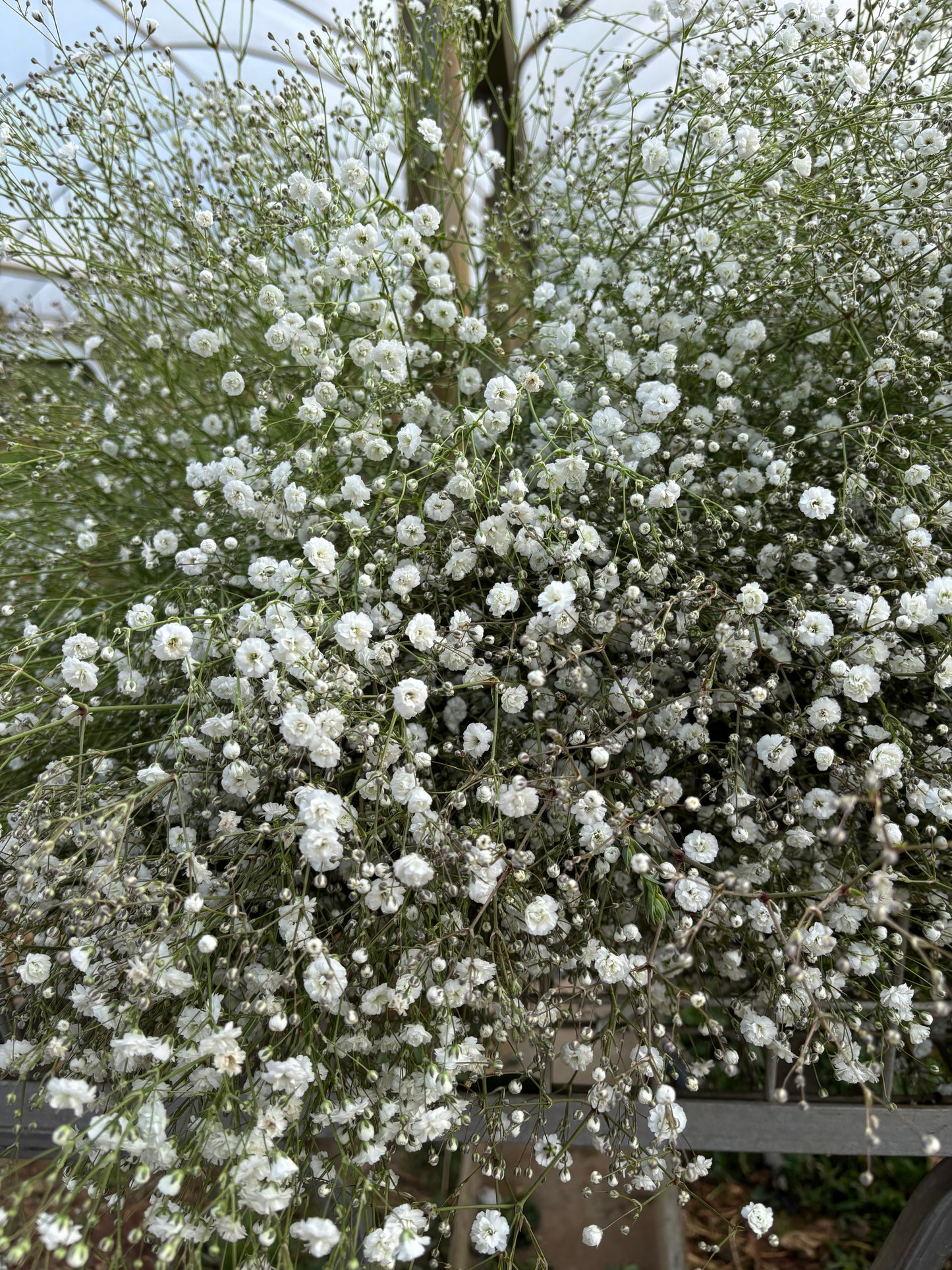 Gypsophila (Baby's Breath) Flower Bundle