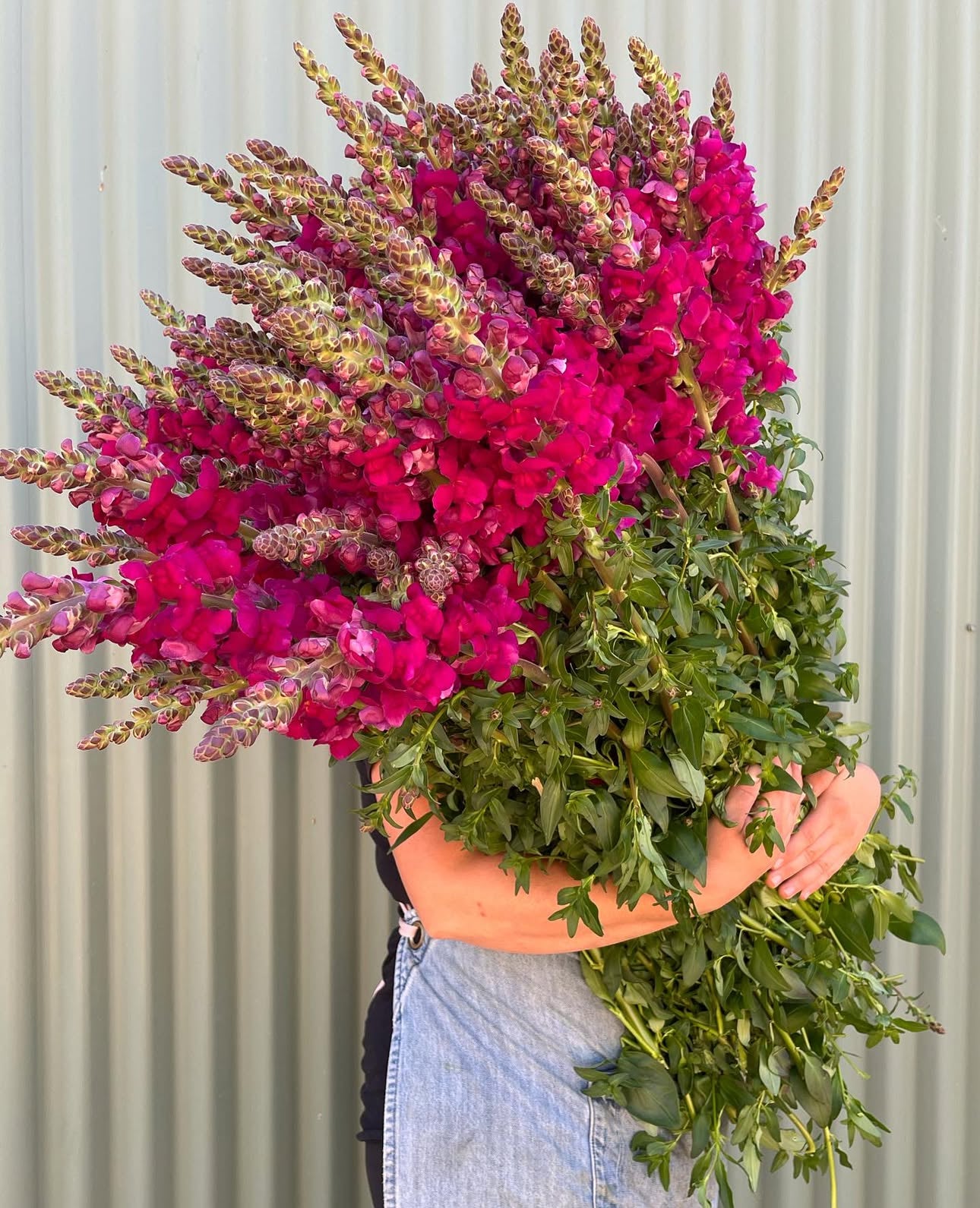 Snapdragon Flower Bundle