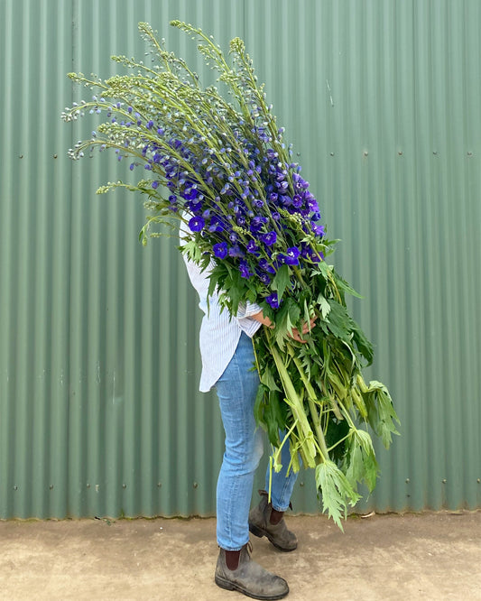Delphinium Flower Bundle