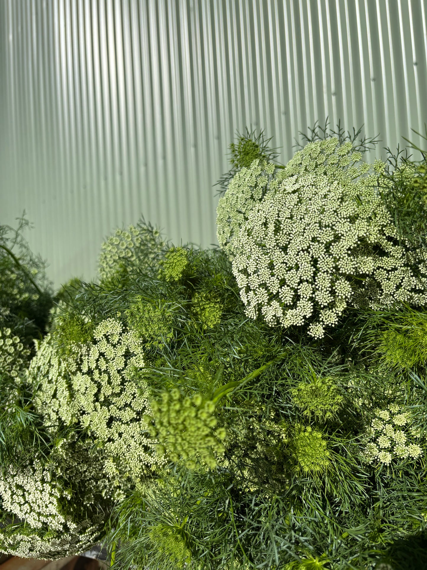 Queen Anne's Lace Flower Bundle