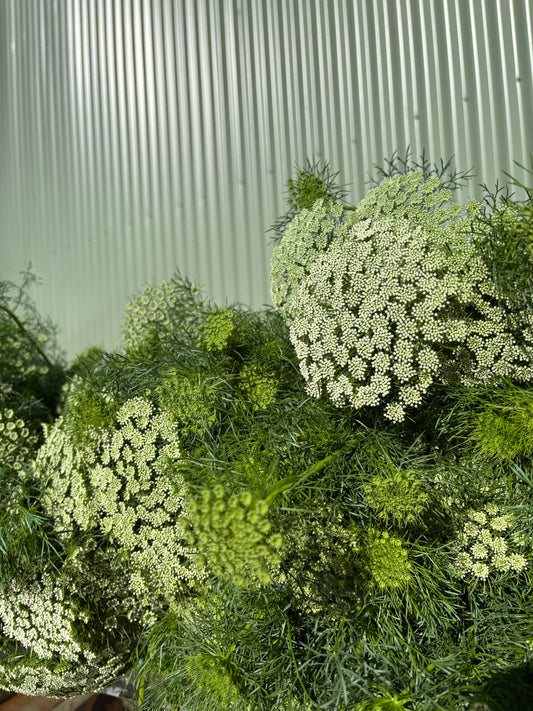 Queen Anne's Lace Flower Bundle