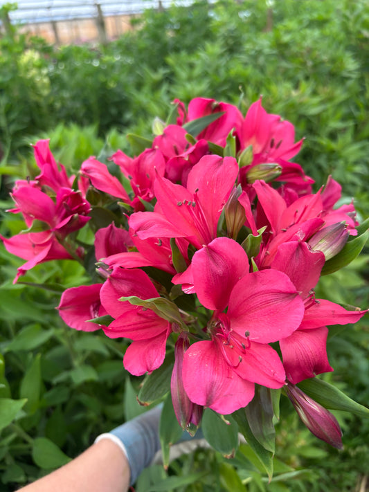 Alstroemeria Flower Bundle