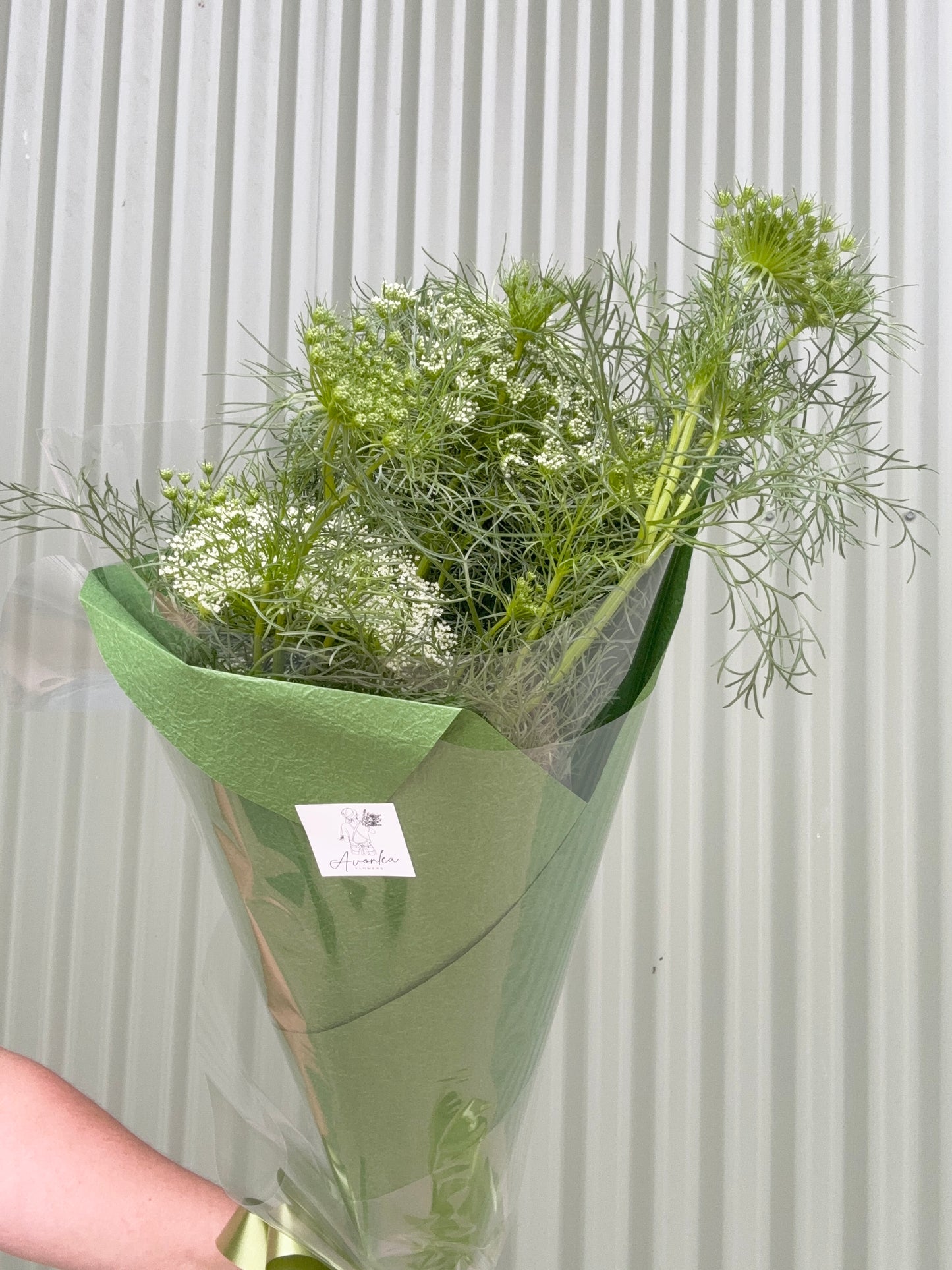 Queen Anne's Lace Flower Bundle