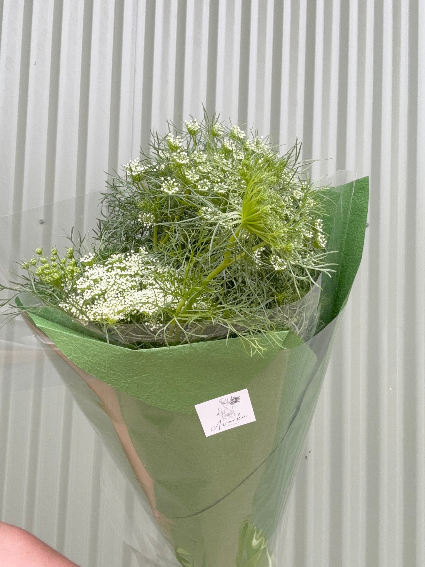 Queen Anne's Lace Flower Bundle