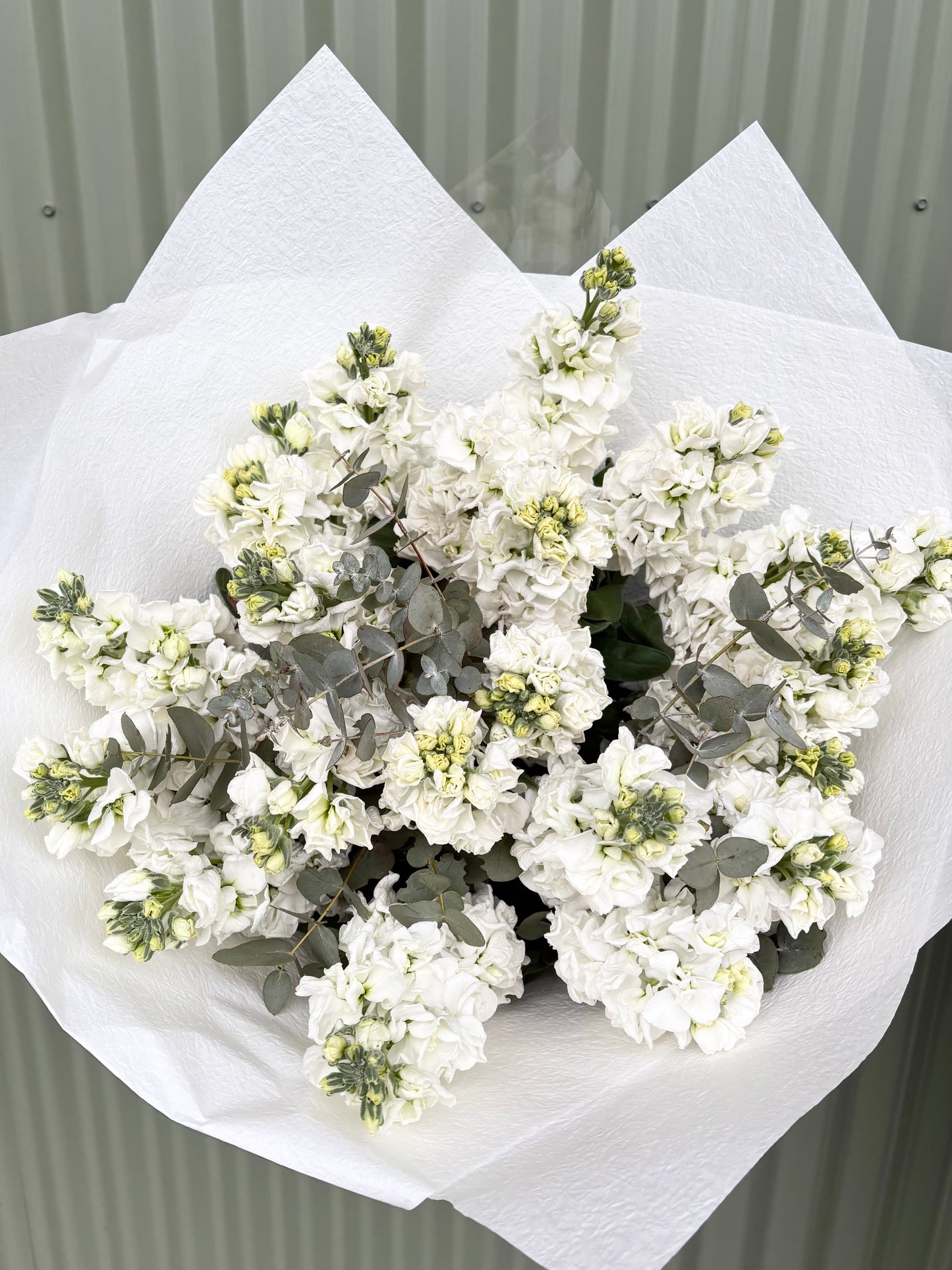 Stock Posy