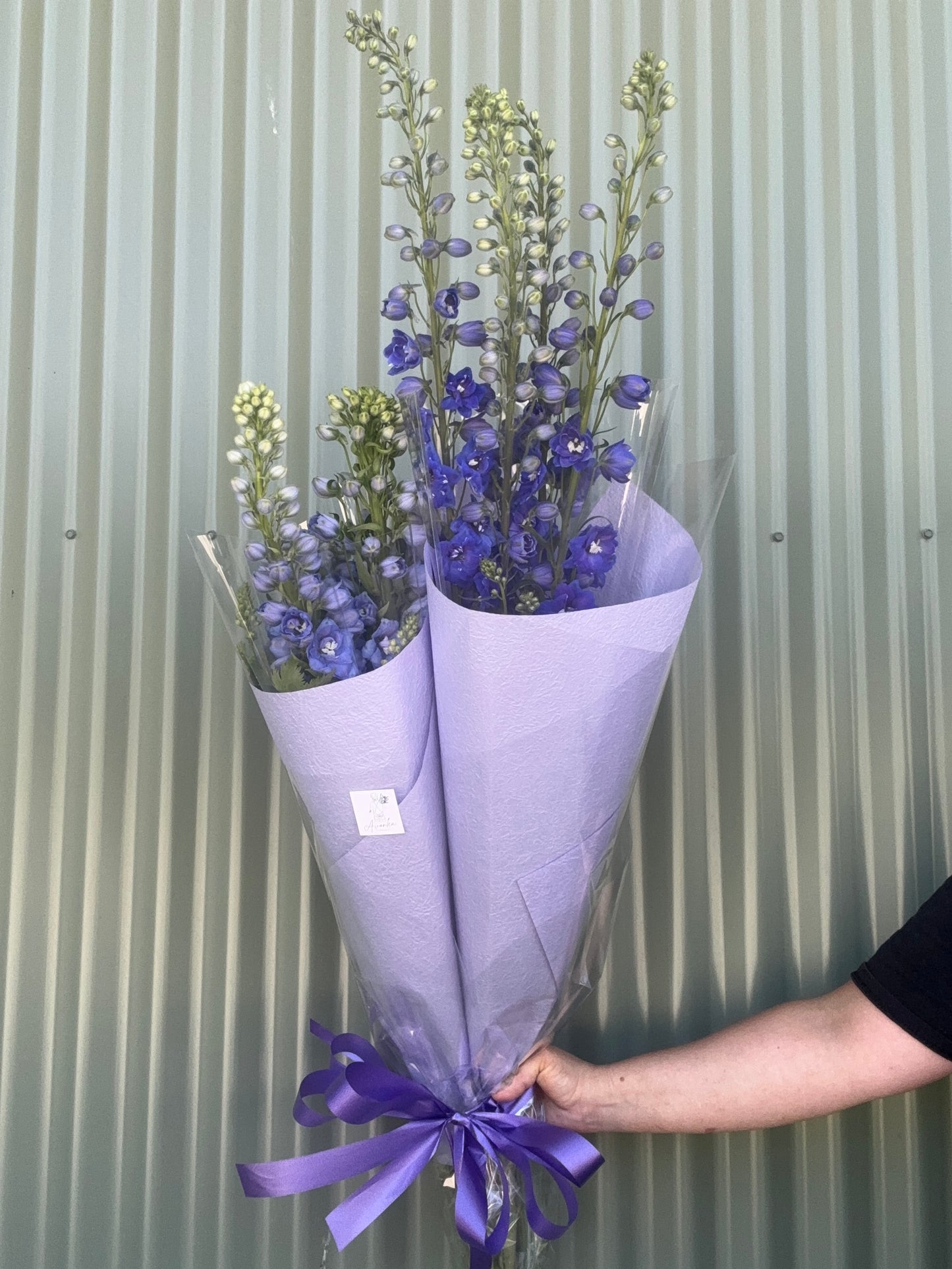 Delphinium Flower Bundle