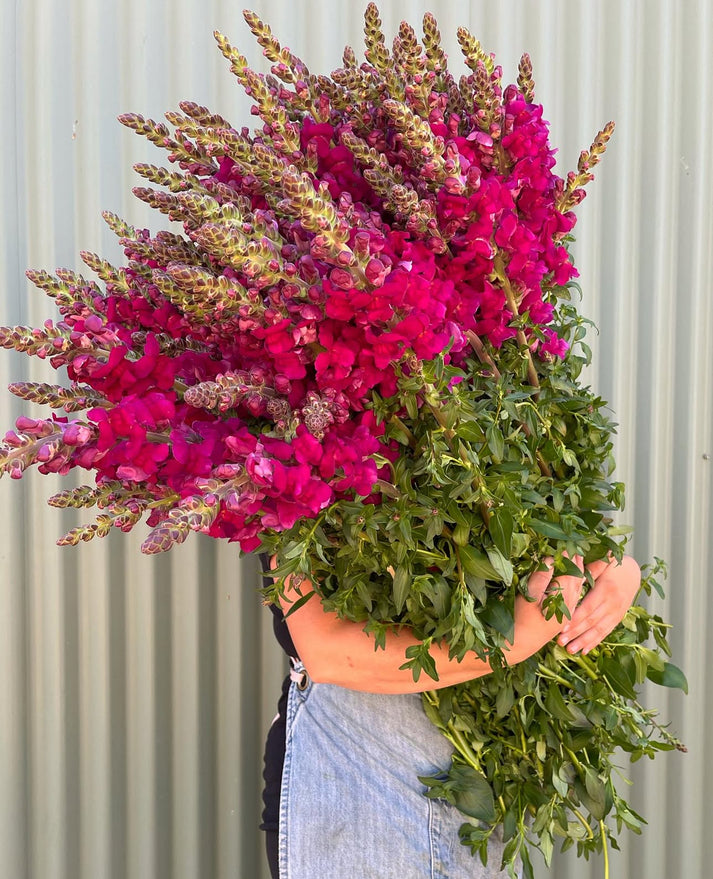 Snapdragon Flower Bundle – Avonlea Flowers